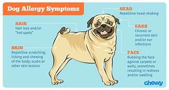 How to Get Tested for Pet Allergies