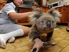 Can You Have a Pet Koala Bear?