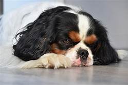 Do Dogs Grieve When Another Pet Dies?