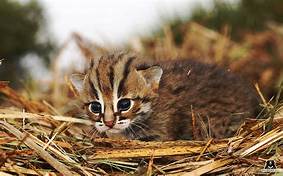 Are Rusty Spotted Cats Good Pets?