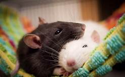 Are Fancy Rats Good Pets?