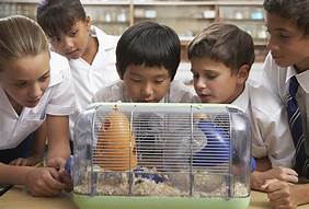 How Do Class Pets Help Students Learn?