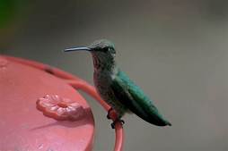 Can Hummingbirds Be Kept as Pets?