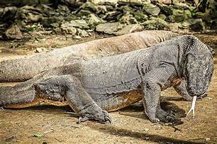 Can You Have a Komodo Dragon for a Pet?