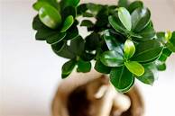 Are Ficus Pet Safe?