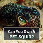 Can You Have a Squid as a Pet?