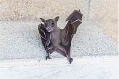 Can You Keep a Pet Bat?
