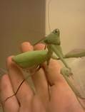 How Do You Keep a Praying Mantis as a Pet?