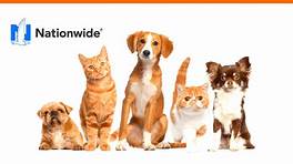 Is Nationwide Pet Insurance Good Reddit?