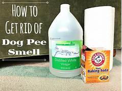 How to Get Pet Urine Smell Out of House