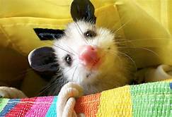 Can I Keep a Possum as a Pet?