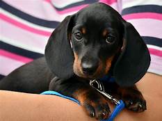 Are Miniature Dachshunds Good Pets?