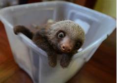 Is It Legal to Have a Sloth as a Pet?