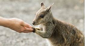 Can a Kangaroo Be a Pet?