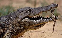 Do Crocodiles Like Being Pet?