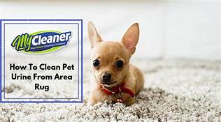 How to Clean Pet Urine from Rug