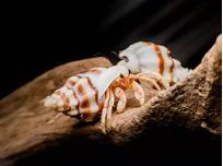 How Long Do Hermit Crabs Live as Pets?