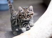 Can You Have a Black-Footed Cat as a Pet?