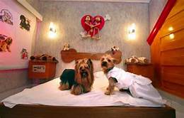 Do Wyndham Hotels Allow Pets?