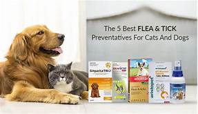 Can You Use Pet Life Flea and Tick on Cats?