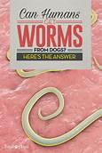 Can Humans Get Worms from Pets?