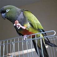 Are Conures Good Pets?