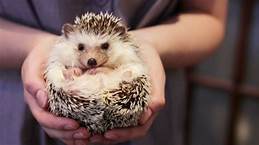 Can You Get Hedgehogs as Pets?