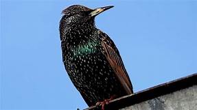 Do Starlings Make Good Pets?