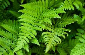 Are Ferns Pet Safe?