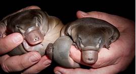 Can I Have a Platypus As a Pet?