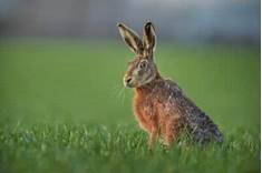 Can You Have a Hare as a Pet?