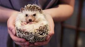 Can You Get Pet Hedgehogs?