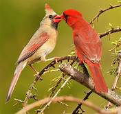 Can You Have a Cardinal as a Pet?