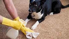 How to Remove Pet Odor from Couch