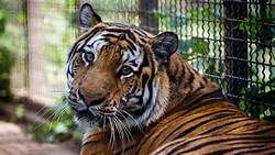 Can You Keep Tigers as Pets?