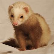 Can You Get a Pet Ferret?