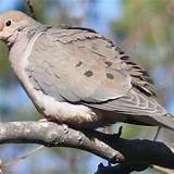 Can Mourning Doves Be Pets?