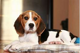 Are Beagle Dogs Good Family Pets?