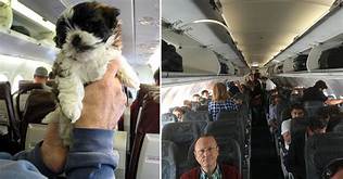 Can You Bring Pets on Airplanes?