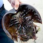 Can You Keep a Horseshoe Crab as a Pet?