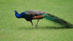 Can You Own a Peacock as a Pet?