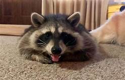 Can You Have a Pet Raccoon in Washington?