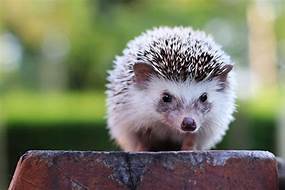 Can a Hedgehog Be a Pet?