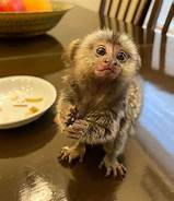 Can I Have a Pet Monkey?