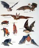 How Much is a Pet Bat?