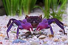 Are Crabs Good Pets?