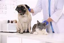 How Much Is USAA Pet Insurance?