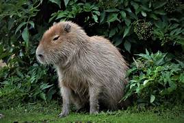 Can You Own a Capybara as a Pet?