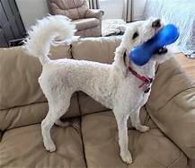 Are Poodles Good Pets?