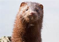 Are Minks Good Pets?